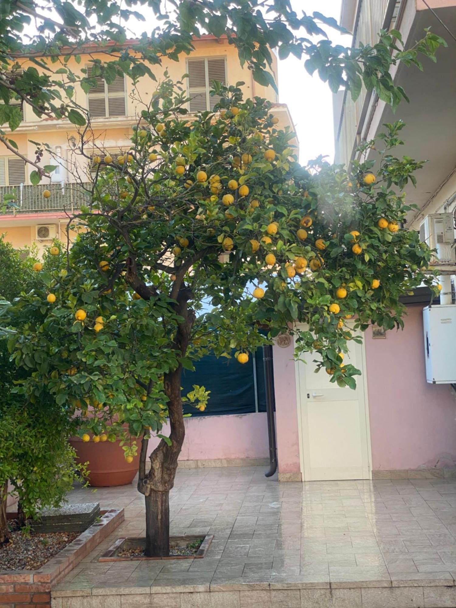 L'Albero Di Limoni Sul Mare Di Pizzo别墅 外观 照片
